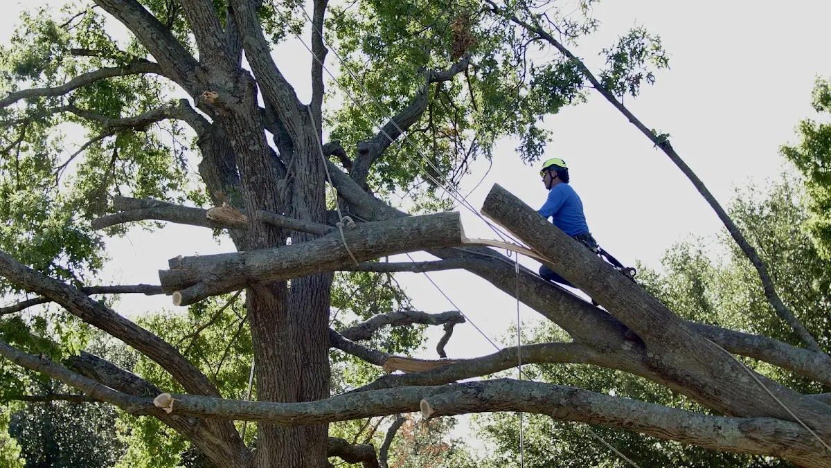Professional Crown Thinning performed by certified arborists in Farmington