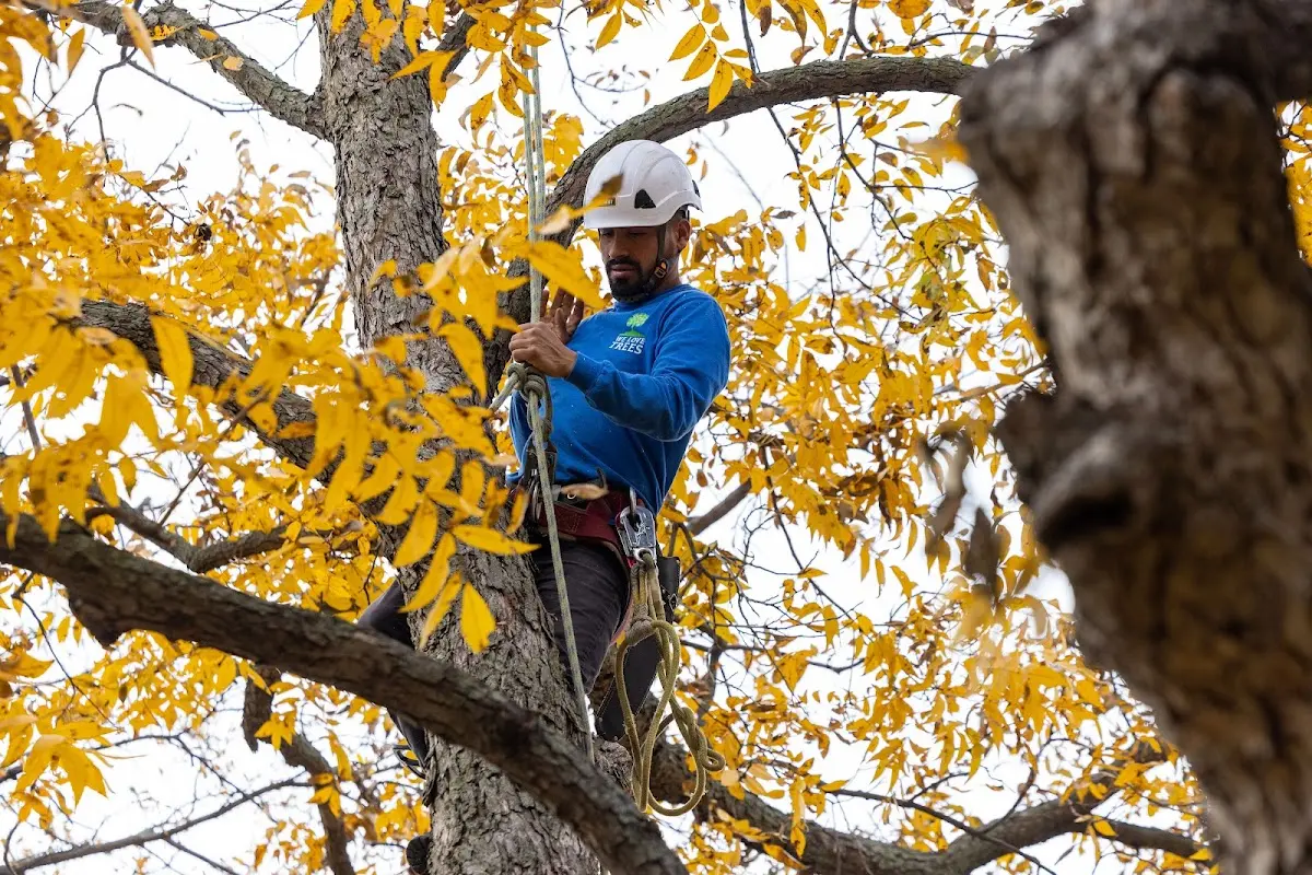 Skilled Tree Pruning crew working in Farmington
