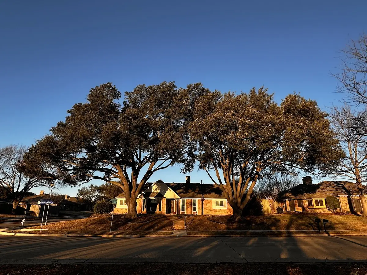 Established residential canopy tree shading a home in Farmington
